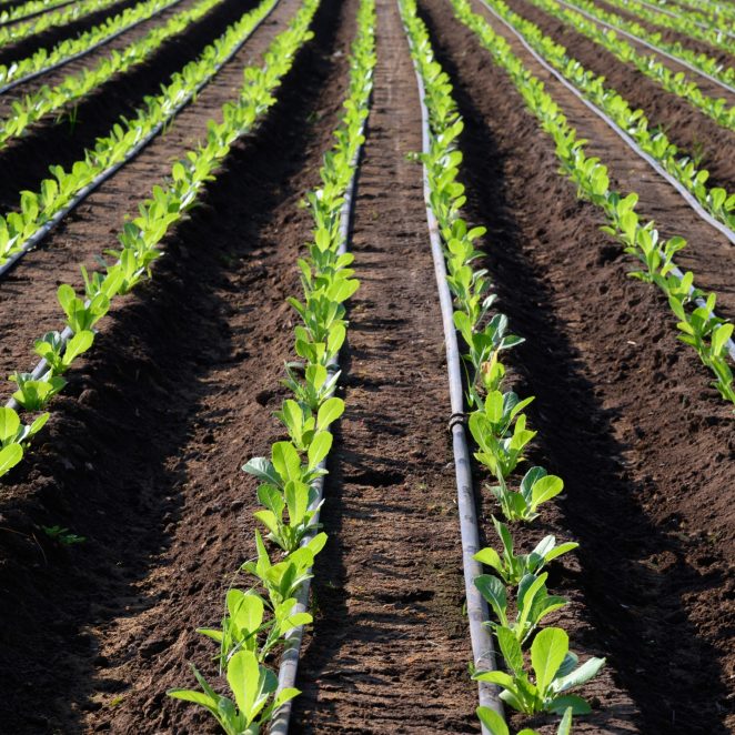 Drip Irrigation Implementation